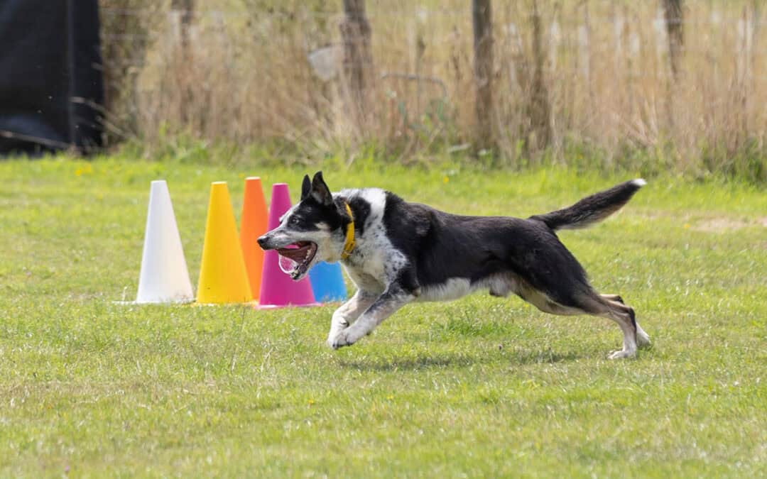 The 5 Needs of a Border Collie: What Every Owner Should Know